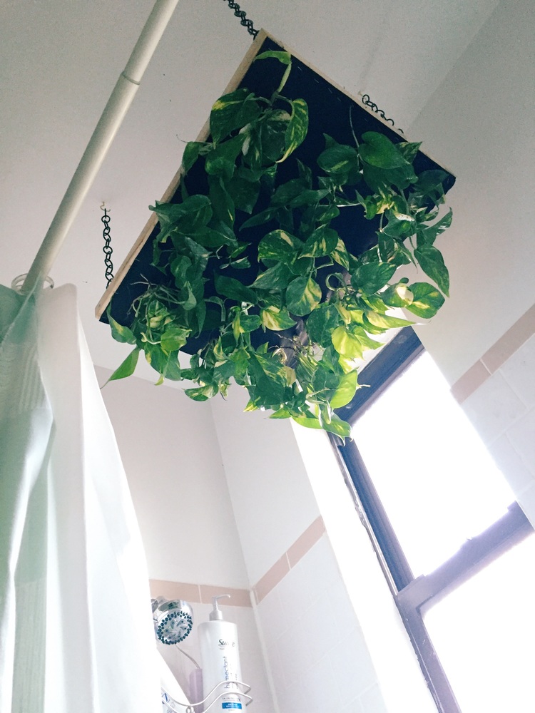DIY Shower Plant Hanger - Do it yourself ideas and projects