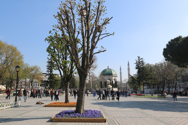 Colourful Tulips are planted in Hippodrome and Sultanahmet at Istanbul, Turkey Colourful Tulips are planted in Hippodrome and Sultanahmet at Istanbul, Turkey