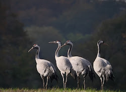 Kraanvogels Duitsland