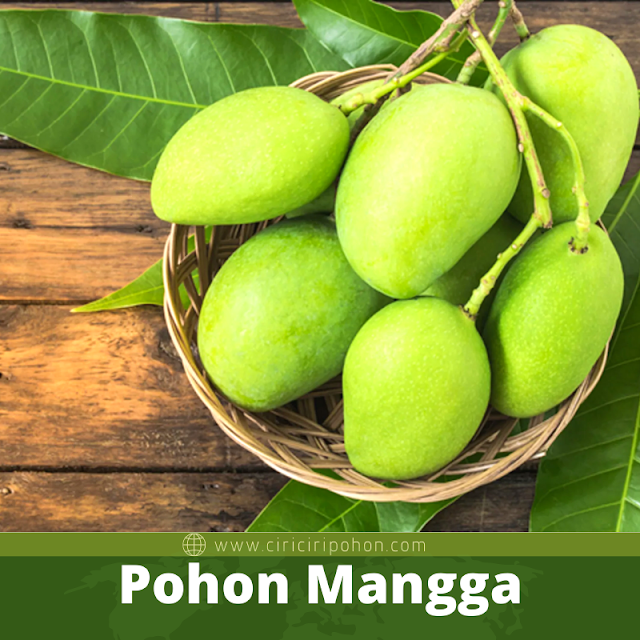 Pohon Mangga