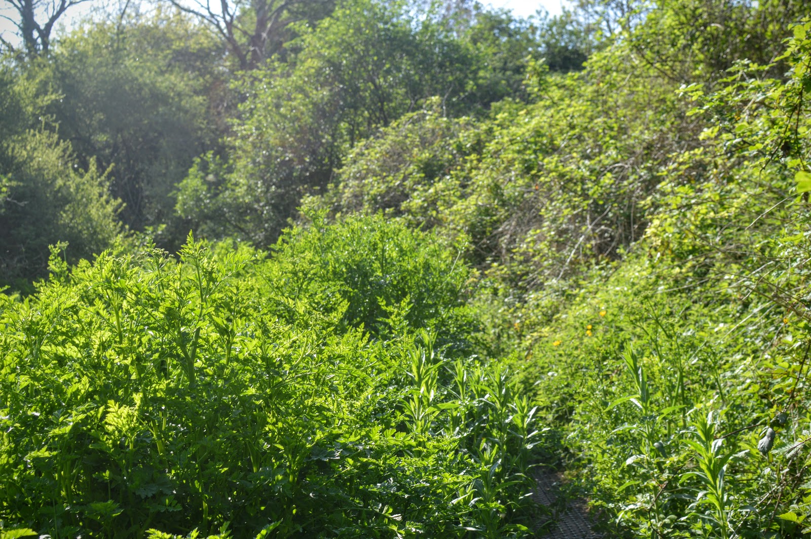 Castle Pill Woods, Milford Haven, Pembrokeshire countrykids Diary of