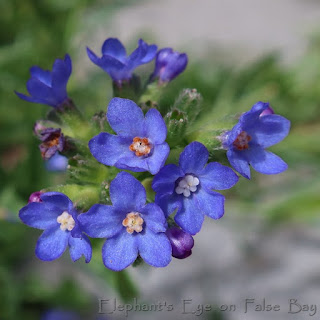 Anchusa capensis Cape forget me not