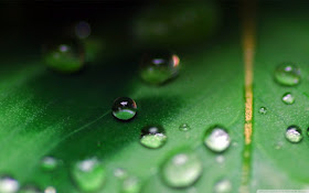 خلفيات أوراق الشجر جميلة عالية الدقة