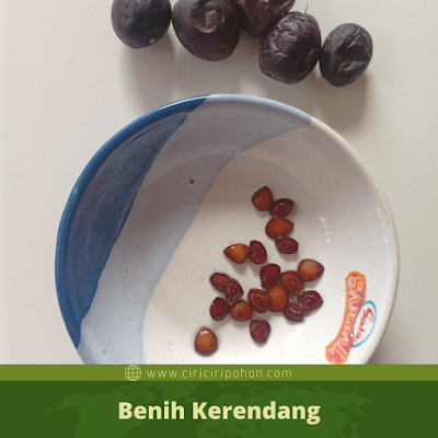 Benih Kerendang