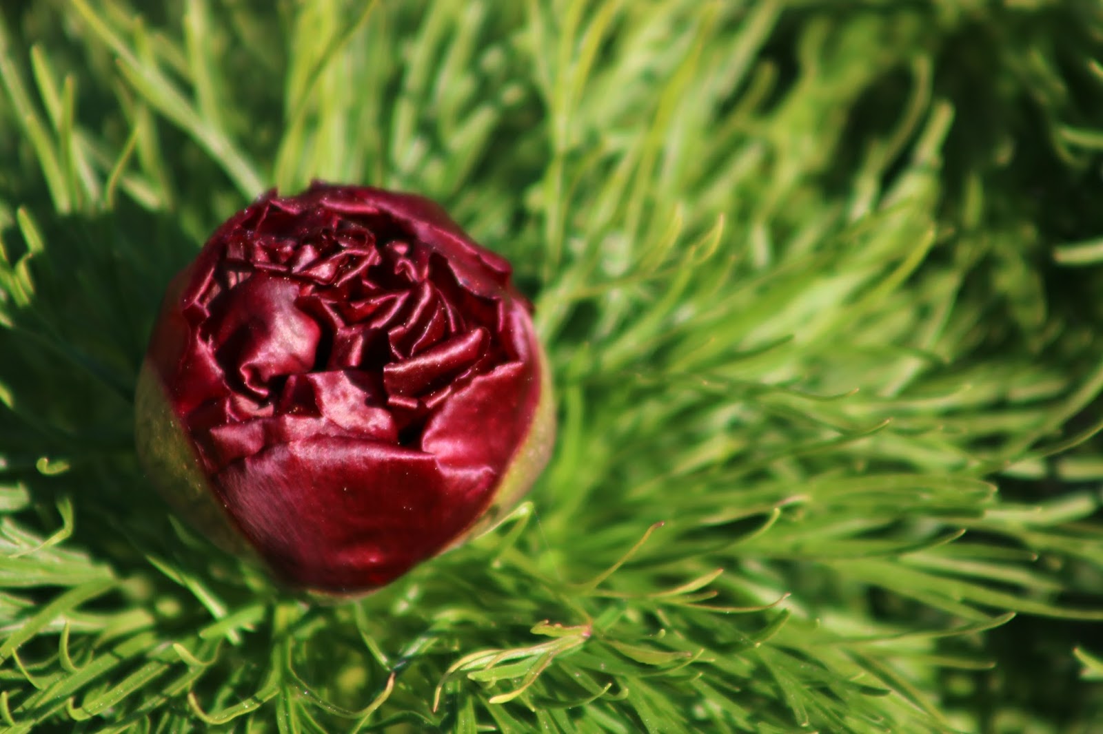 Our Retirement Days Double Fern Leaf Peony