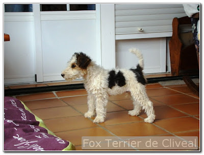 fox terrier Rayo de Cliveal