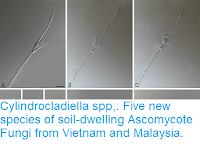 https://sciencythoughts.blogspot.com/2018/05/cylindrocladiella-spp-five-new-species.html