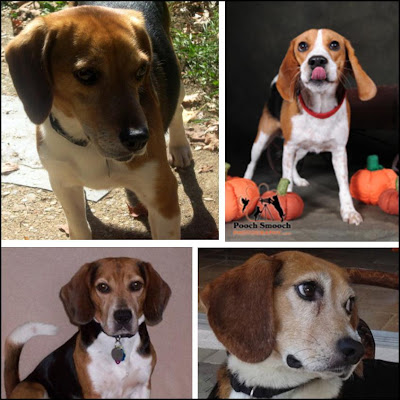 Freckles the Dog and Beagle Rescue League