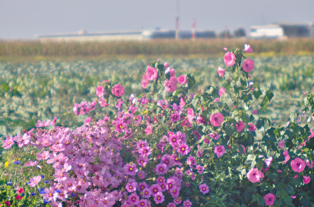 Blumen am Flughafen