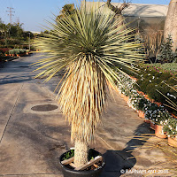 Palmacea yucca rostrata en contenedor de 10L