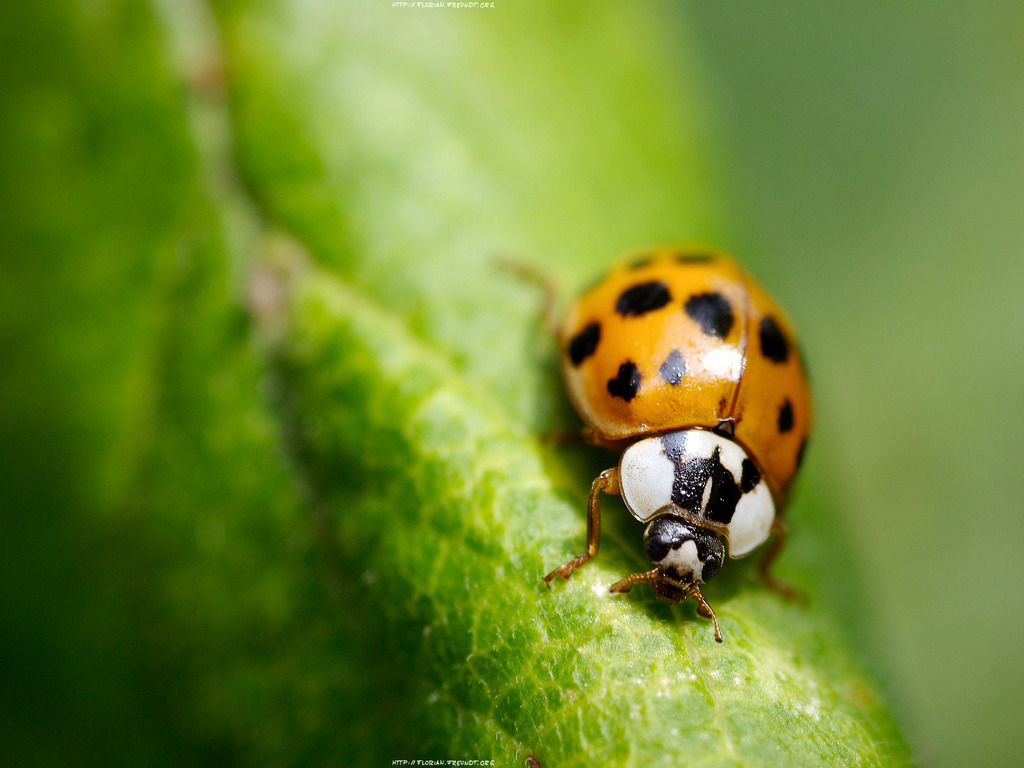 Lady Bug Wallpapers Fun Animals Wiki Videos Pictures HD Wallpapers Download Free Map Images Wallpaper [wallpaper376.blogspot.com]