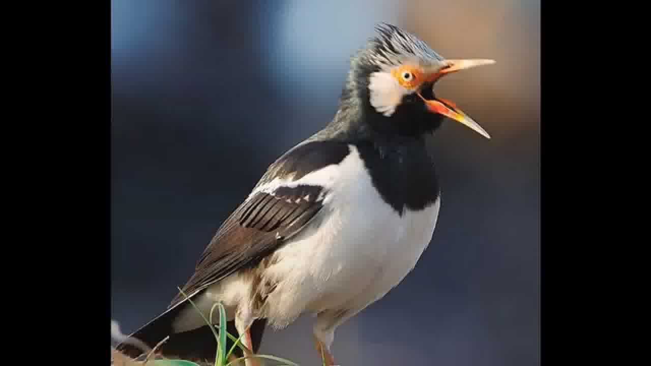Pusat dan Gudangnya Informasi yang Bermanfaat: Beberapa Gambar Burung