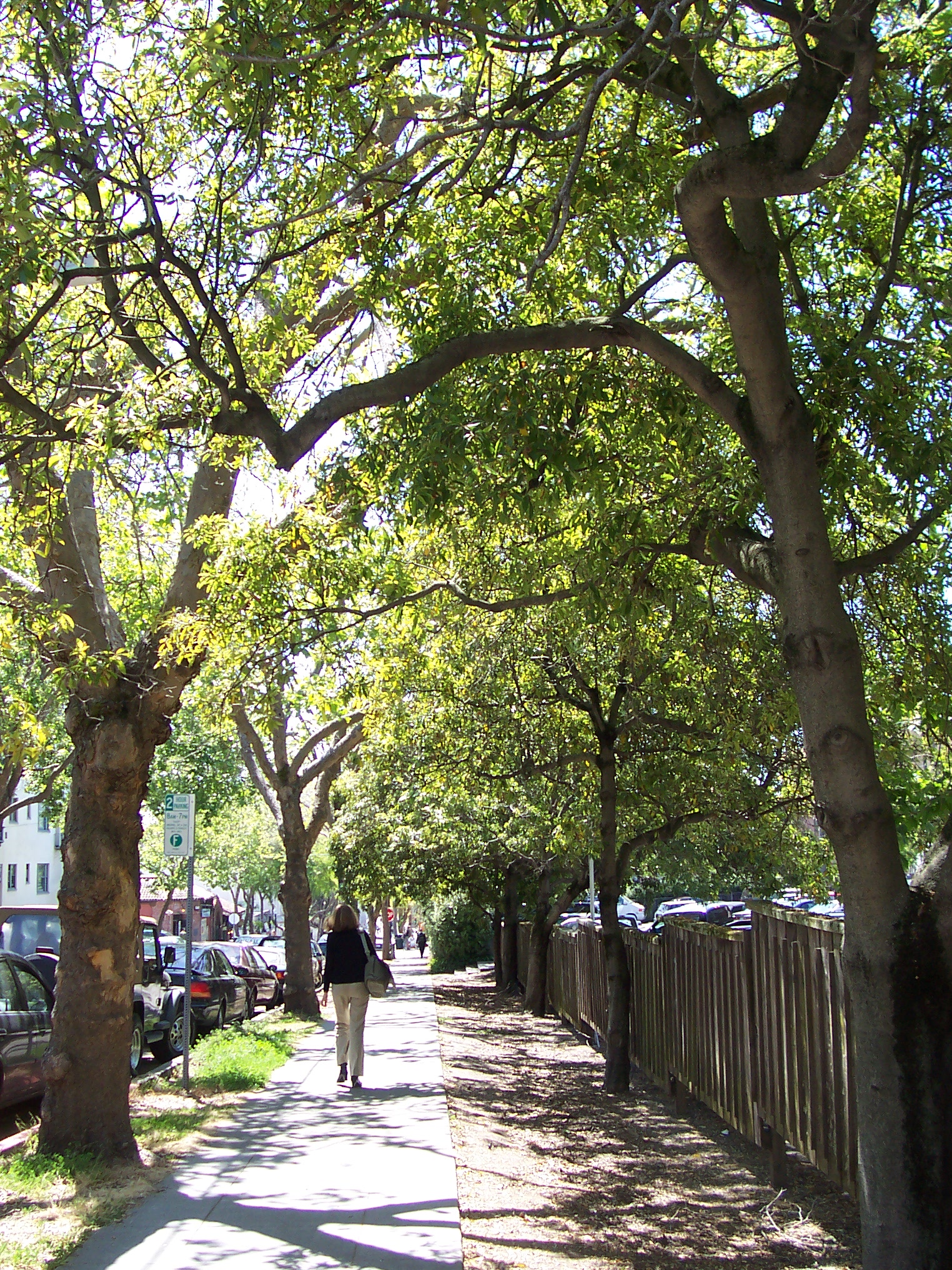 Creative Street Tree Planting Design
