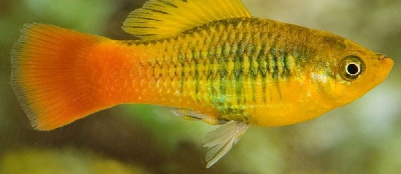 Budidaya Ikan Platy Variatus (Sunset Platy, Platy Variatus)
