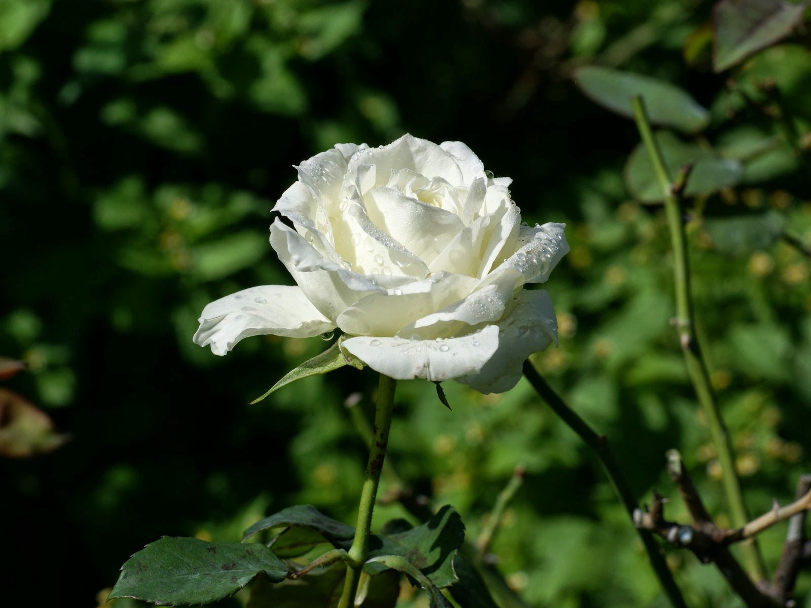 White Rose HD Wallpapers Backgrounds Free Download Navel Queens