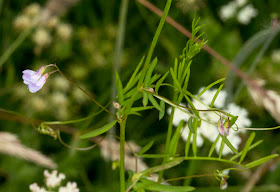 Smooth Tare, Vicia tetrasperma.  Jubilee Country Park butterfly walk, 15 July 2012.