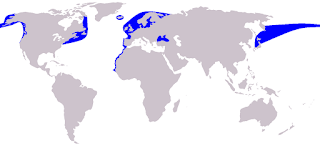Muturların dağılım haritası