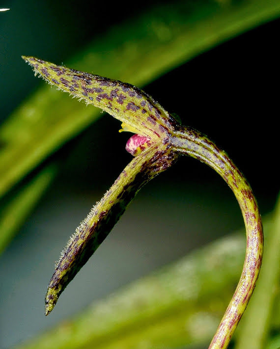 Bulbophyllum hians