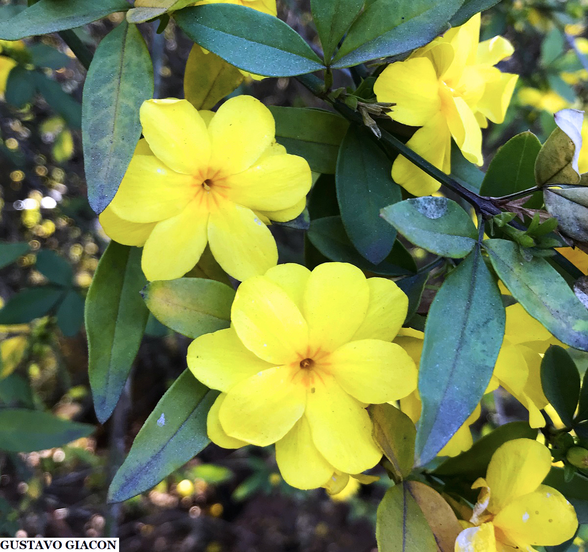 Viveiro Ciprest - Plantas Nativas e Exóticas: Jasmim Amarelo ( Jasminum  mesnyi )