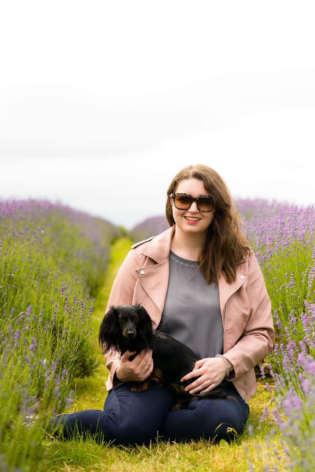 liquidgrain liquid grain lavender fields mayfield dachshund uk
