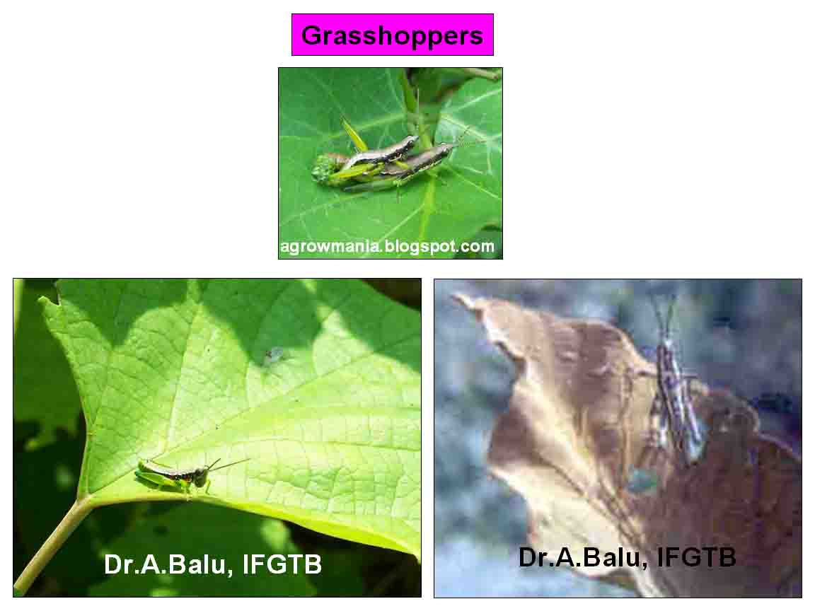 Agroforestry - A blog on Agrihortisilviculture: July 2012