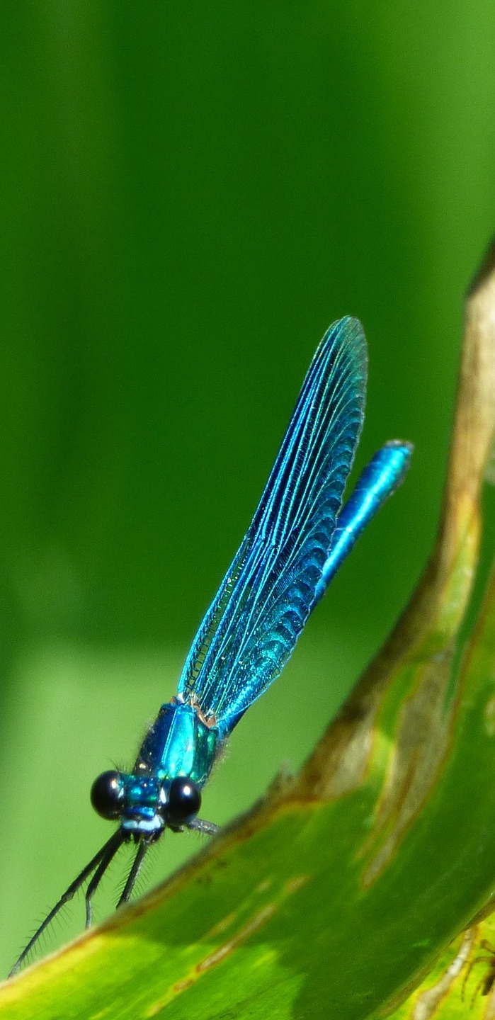 A dragonfly on a leaf.