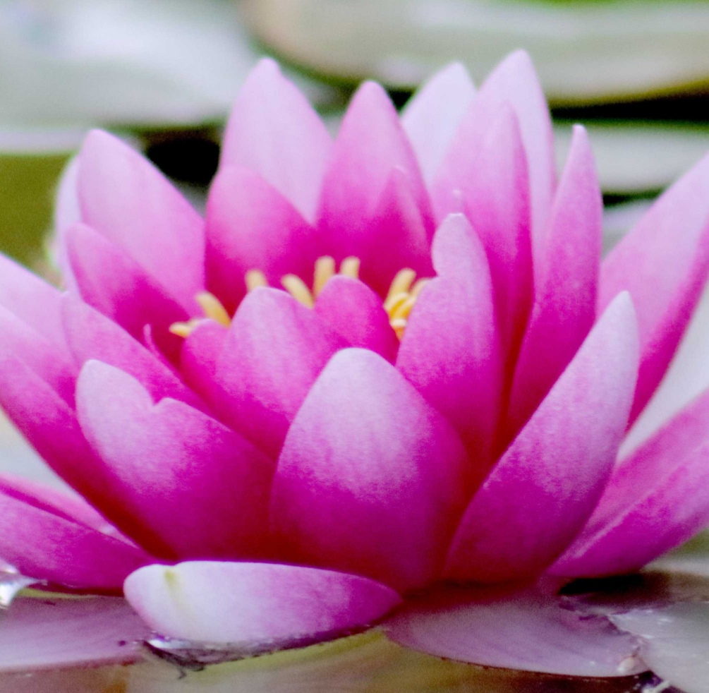 Ayurvede Lotus Root Kamal Kakdi Benefits 2020