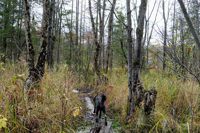 Muddy areas on Cooper's Fall Trail
