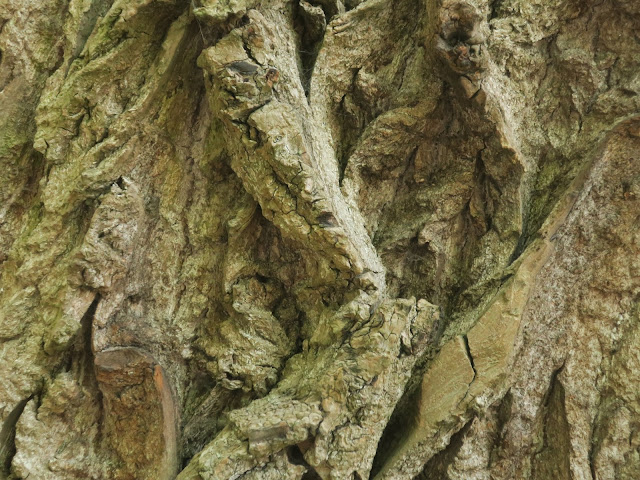 Close up of bark on huge old tree - I think it's a lime.