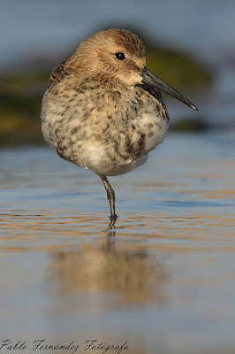 Correlimos común (Calidris alpina)