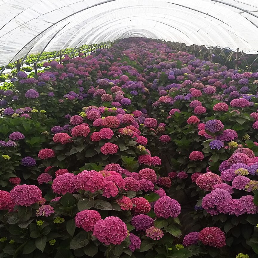 The Grower S Daughter Hydrangeas In The Garden