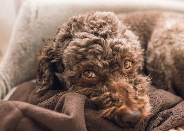 A Lagotto Romagnolo on a dog bed. Fear is commonly behind aggression in dogs, study shows