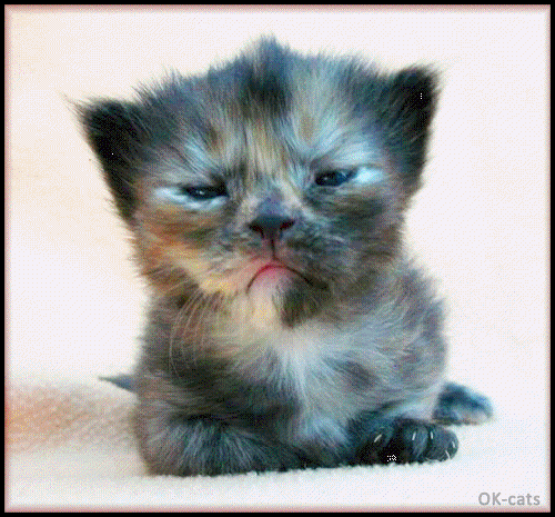 Art Kitten GIF • Broken GIF • Glitch GIF • Grumpy Kitty is not amused Art Kitten GIF • Broken GIF • Glitch GIF • Grumpy Kitty is not amused