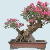 SAKURA TANAMAN BONSAI CANTIK DISENANGI KAUM HAWA