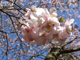 Prunus serrulata Amanogawa Japanese Flowering Cherry blooms by garden muses-not another Toronto garden blog