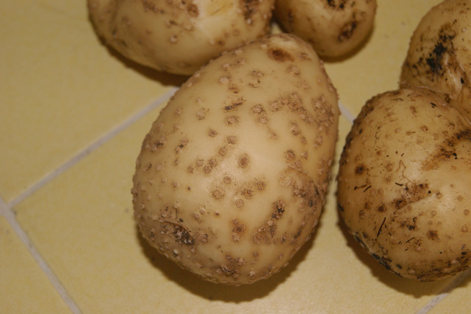 Grow That Ground Root Knot Nematode