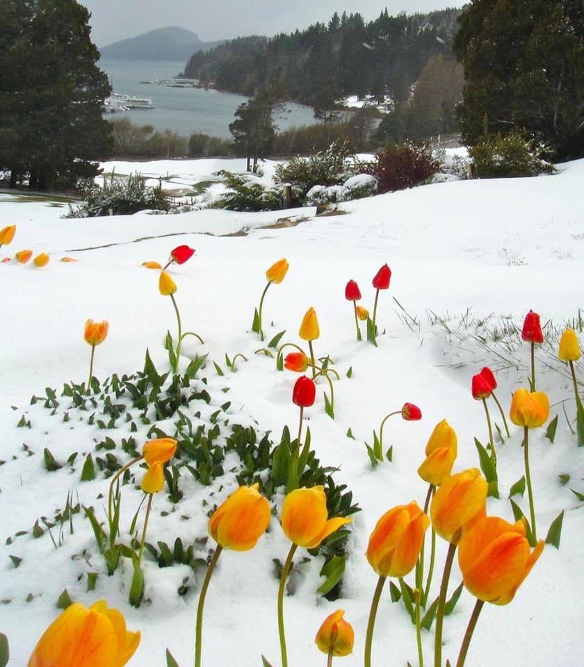 Tulips Blooming in The Snow 🌷 Picture Of The Day