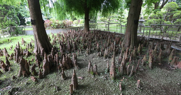 台中潭子|石牌公園-公園內一片奇特的鐘乳石樹根，又稱台中小桂林