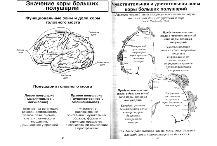 зоны коры полушарий головного мозга. анатомия затылочной доли головного мозга. функциональные зоны и доли коры головного мозга. функции долей коры больших полушарий таблица. слои коры головного мозга.