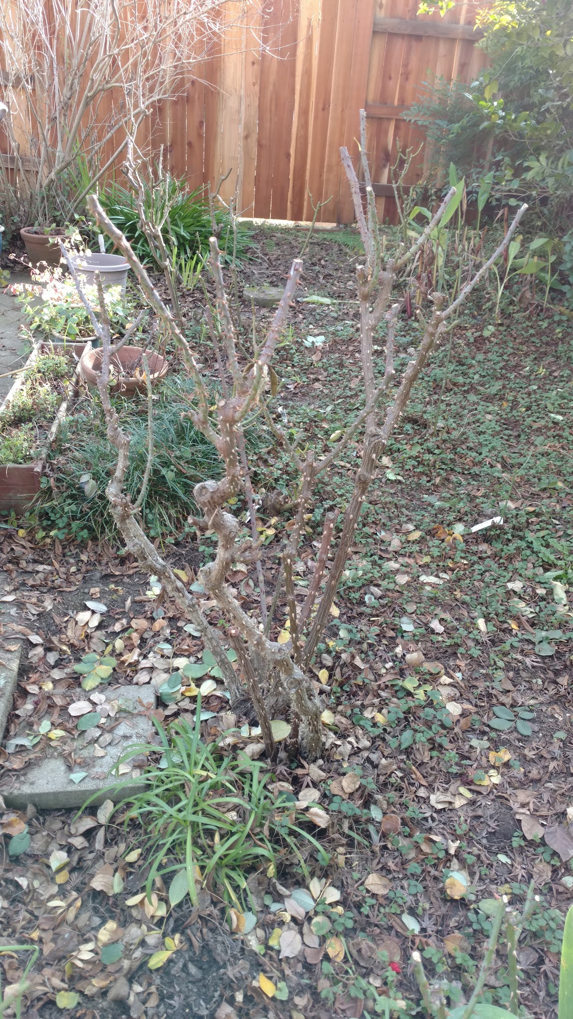 Sacramento Digs Gardening Prune roses taller for faster bloom