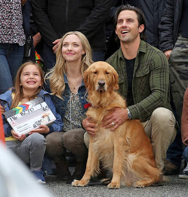 The Art Of Racing In The Rain Milo Ventimiglia Amanda Seyfried Image 3