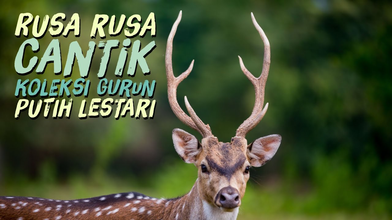 Erek Erek Rusa 2d 3d 4d Menurut Buku Tafsir Mimpi Erek Erek Rusa 2d 3d 4d Menurut Buku Tafsir Mimpi