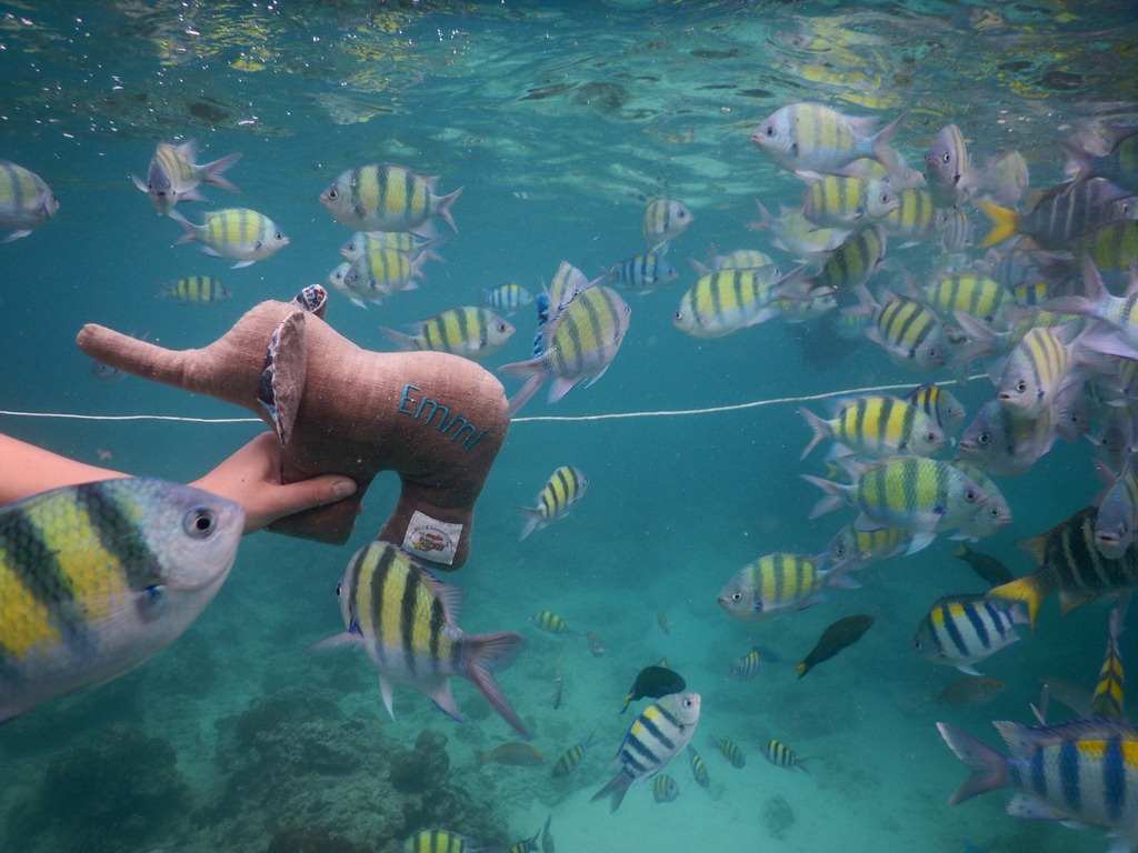 Erdbeer Kusst Oreo Dessert Experimente Aus Meiner Kuche
