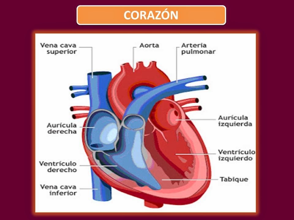 Blog de Fisiología, UAS, Valeria Medel García : ESTRUCTURA DEL CORAZÓN