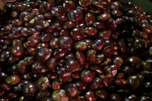 LIST HARGA JUAL JENGKOL | Hasil Bumi Indonesia