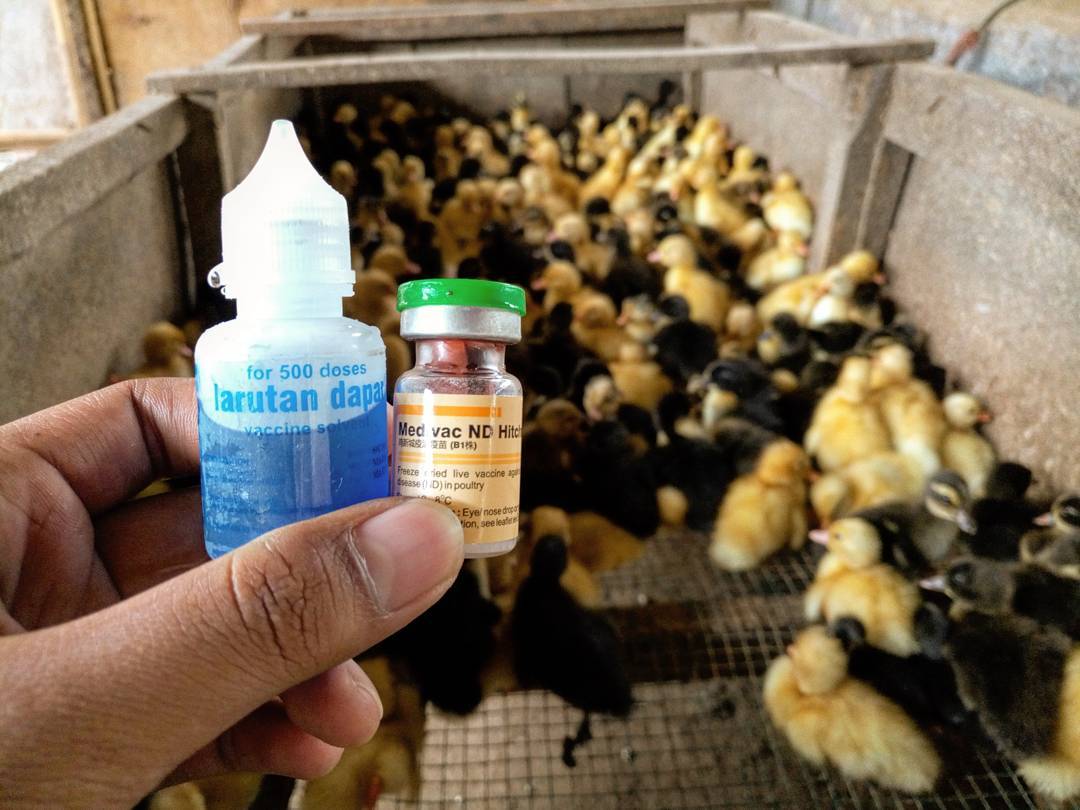 CV.SAHABAT TERNAK KEDIRI seputar harga bebek/itik siap CV.SAHABAT TERNAK KEDIRI seputar harga bebek/itik siap