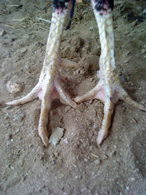 bentuk kaki pejantan satu bentuk kaki pejantan satu