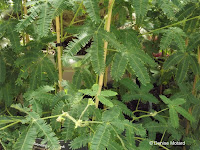 Mimosa or sensitive plant - Auckland Domain Conservatory, Auckland, New Zealand
