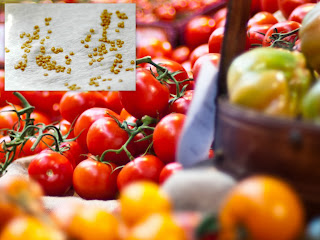tomato from farm to market