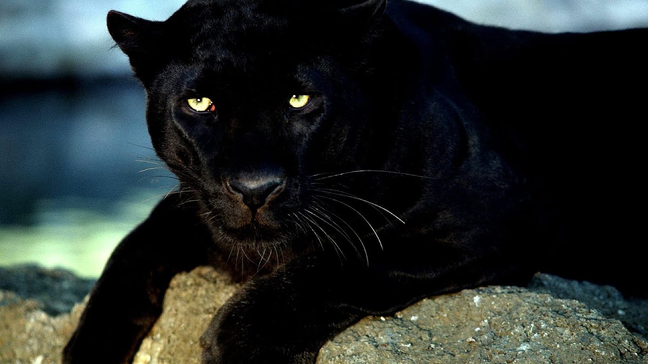 Are Black Panthers Endangered Danger Choices